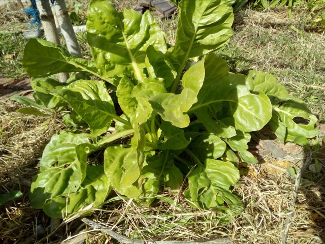 cultivar acelga