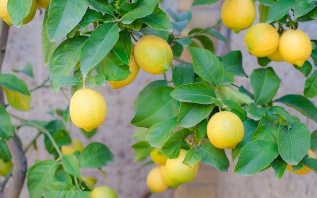 cultivar limones
