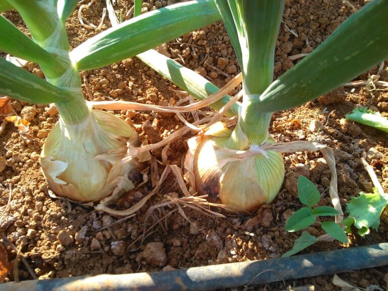 Cómo sembrar y cultivar cebollas de manera orgánica Eco Jardín Mágico