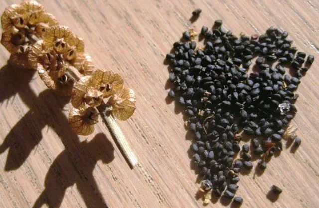sembrar albahaca