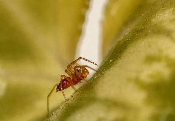 plagas de plantas de interior