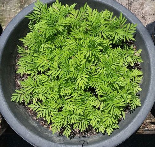 neem para eliminar pulgones