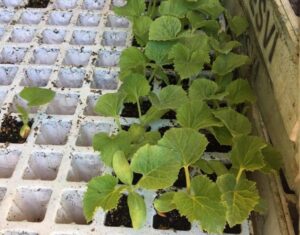 Cómo y cuándo cultivar sandía en la huerta orgánica - Eco Jardín Mágico