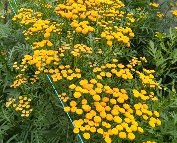 plantar palma imperial