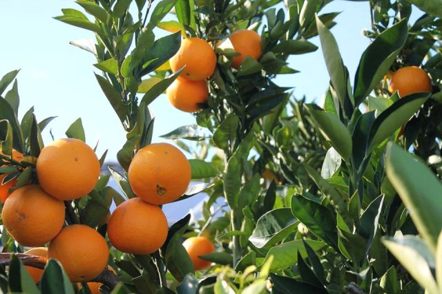 cultivar naranjas a partir de semillas
