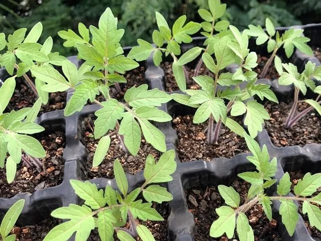 cultivar tomates cherry