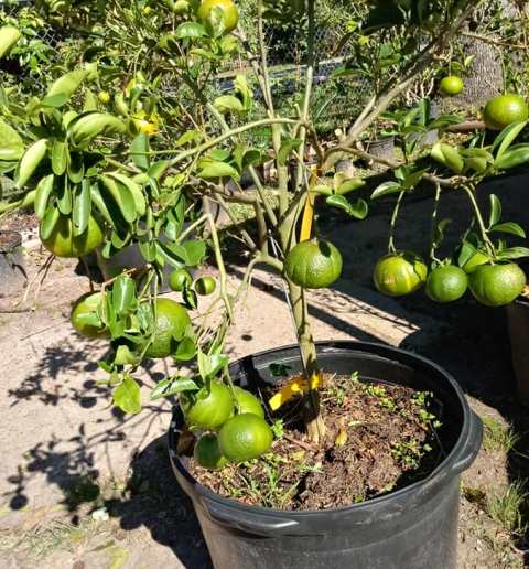 cultivar mandarina en maceta