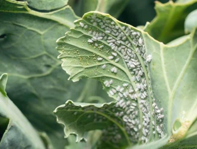 combatir eliminar mosca blanca