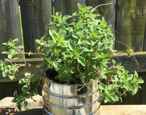 Plantes à faire pousser à côté des tomates origan