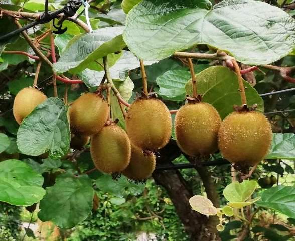 cultivar kiwi