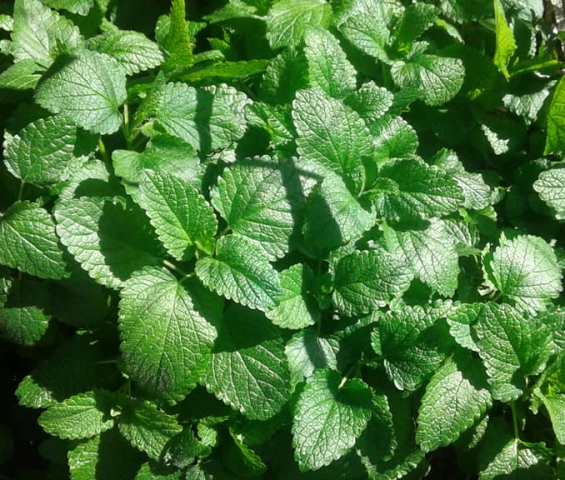 cultivar toronjil