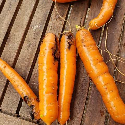 cultivar zanahorias a la sombra