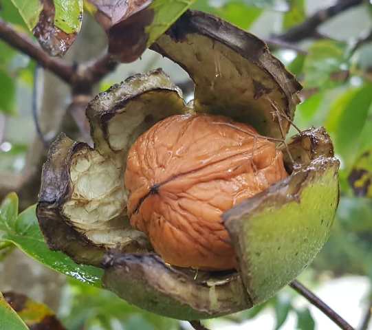 Arriba 93+ Imagen El Nogal Es Un árbol De Hoja Caduca Alta Definición ...