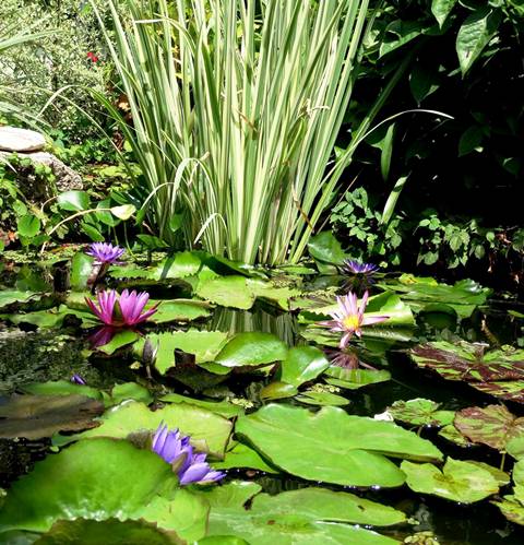 Floración Mejorar libro de bolsillo Tipos de plantas necesarias para un estanque de jardín - Eco Jardín Mágico
