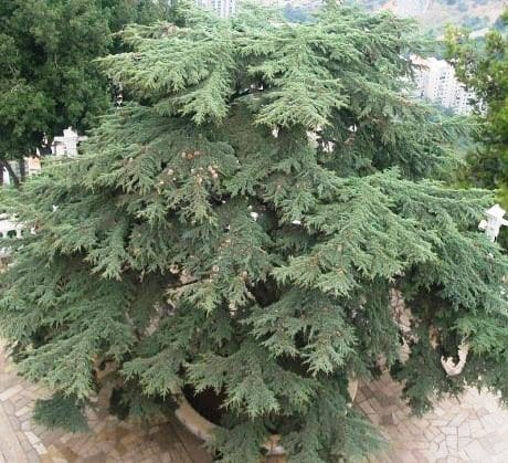 Sump Fresh 100PCS Semilla de árbol de cedro para plantar Green 2 