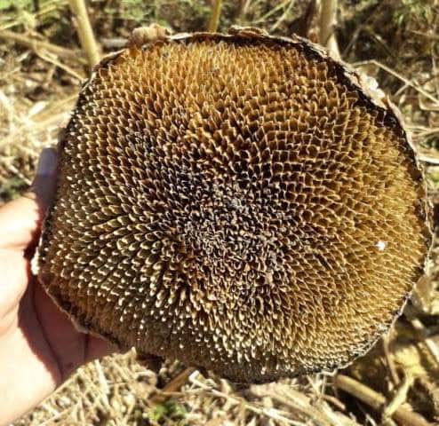 cosechar girasoles