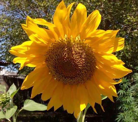 Girasol; todo sobre su siembra, cultivo y cosecha - Eco Jardín Mágico