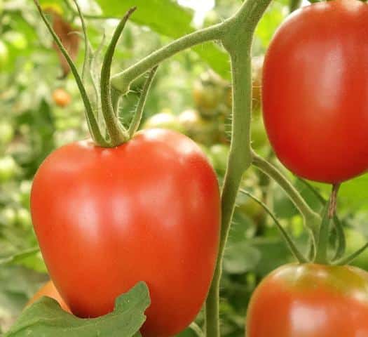 distancia Herméticamente Cumbre Cómo sembrar y cultivar tomates Pera de manera orgánica - Eco Jardín Mágico