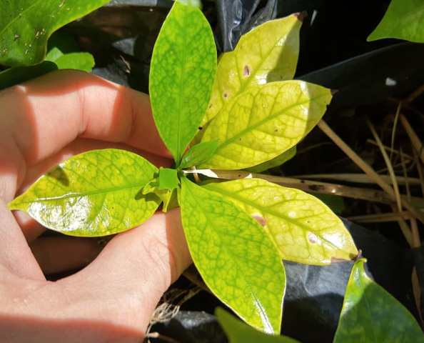 hojas amarillas en las plantas soluciones