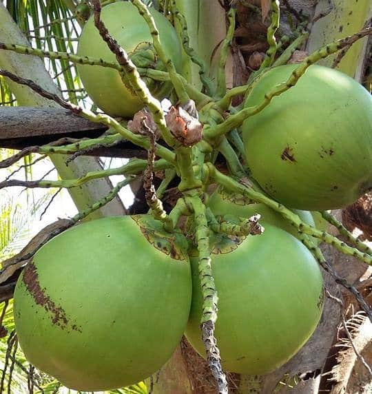 Sintético 93+ Foto Que Son Los Cocos En La Mota Cena Hermosa