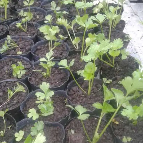 sembrar apio en maceta