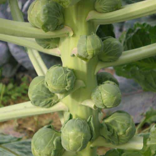 cultivar coles de bruselas