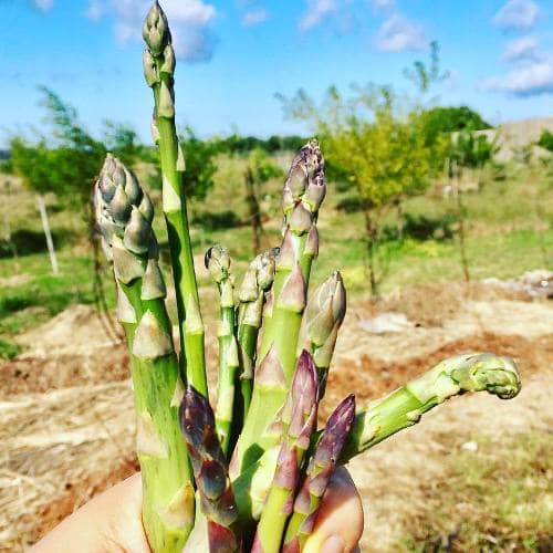cultivar espárragos