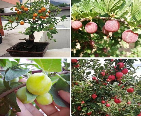 árboles frutales para cultivar en macetas