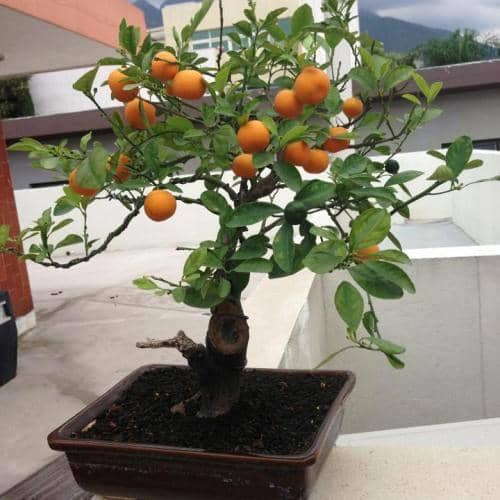 naranja de clamodín en maceta