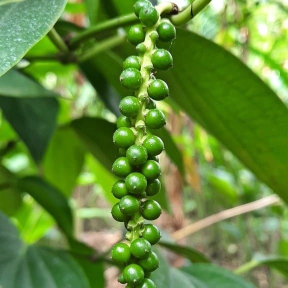 cultivar pimienta