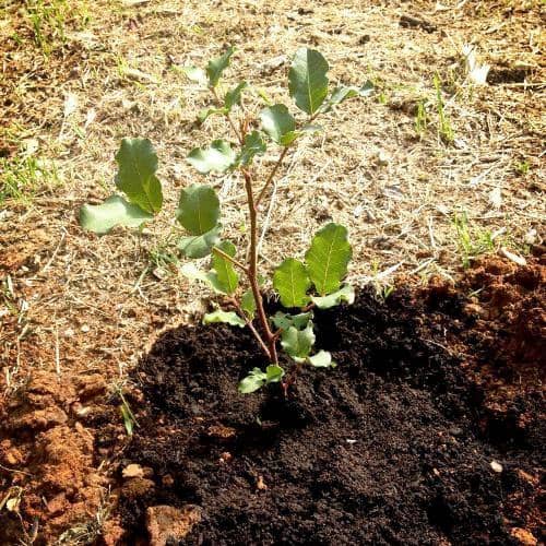 cómo plantar un árbol