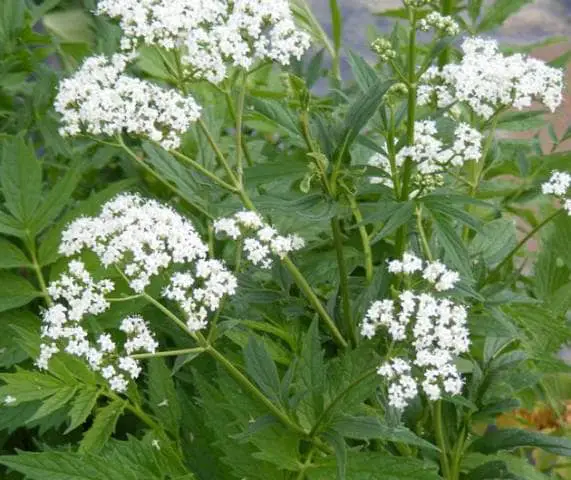 Propiedades de la valeriana