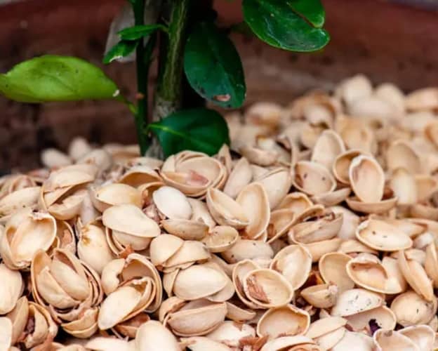Usos de la cáscara del pistacho en el y el hogar - Eco Jardín Mágico