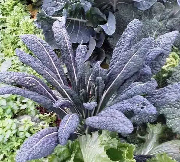 beneficios y propiedades del kale