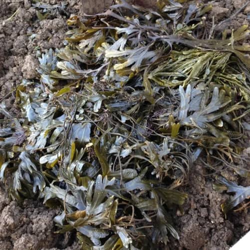fertilizante líquido de algas marinas