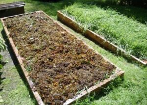 Cómo usar las algas marinas en el jardín y la huerta - Eco Jardín Mágico