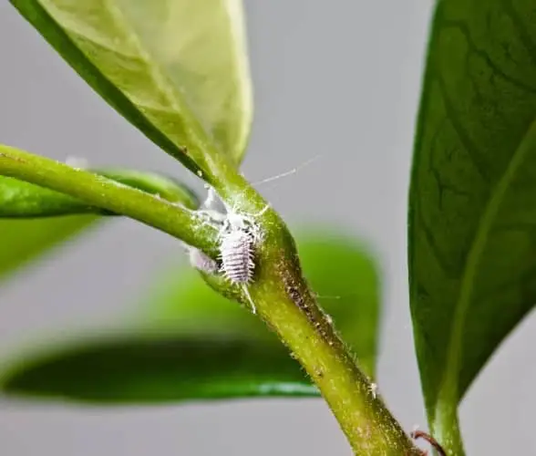combatir la cochinilla algodonosa