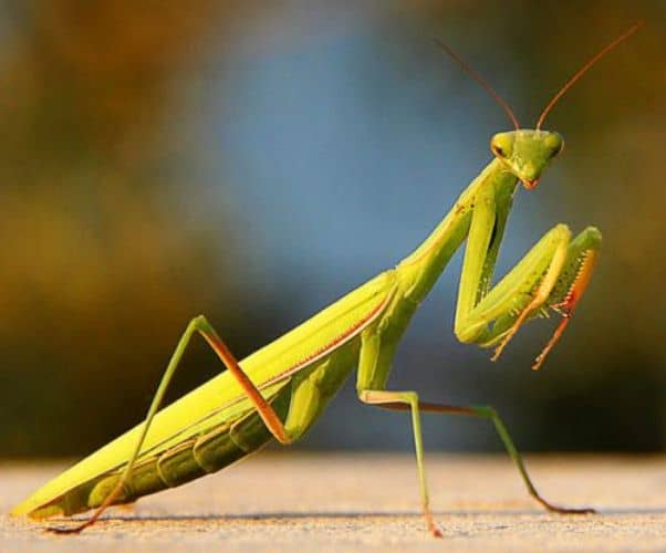 insectos beneficiosos Mantis religiosa