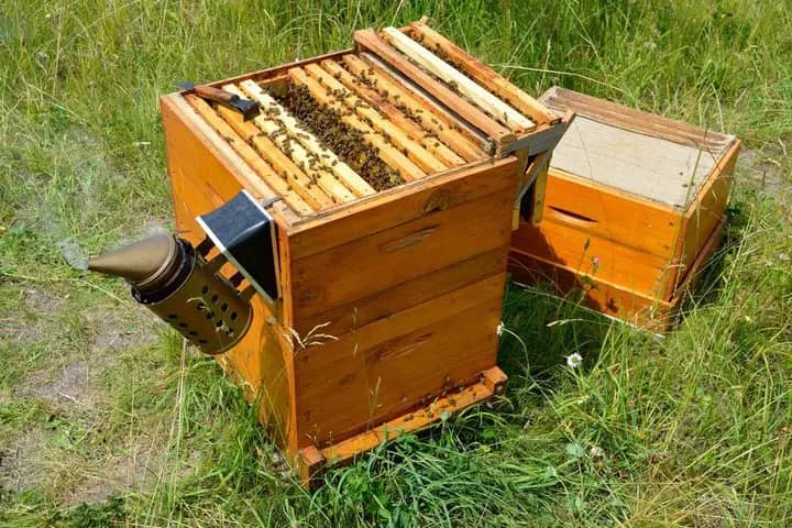 herramientas de apicultura
