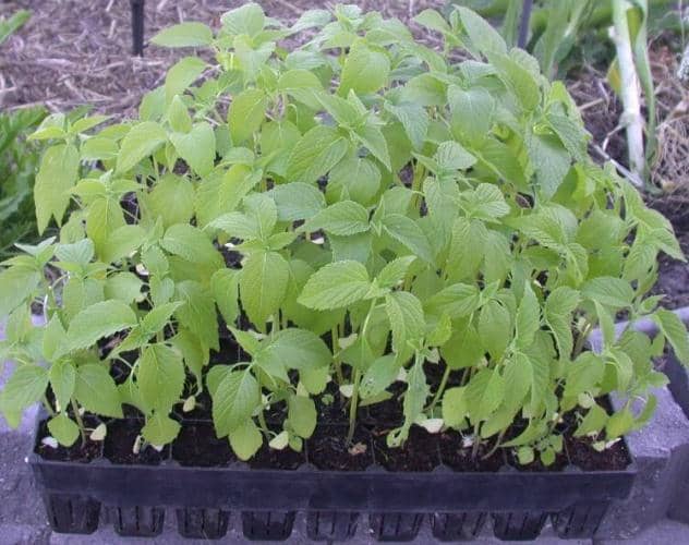 cultivar semillas de chía