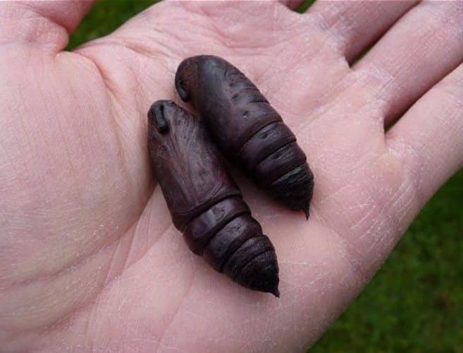 pupas del gusano del cuerno