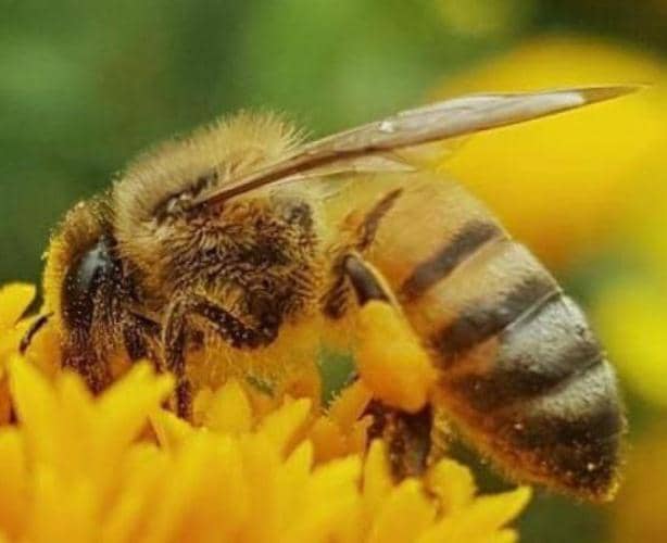 insectes utiles abeilles