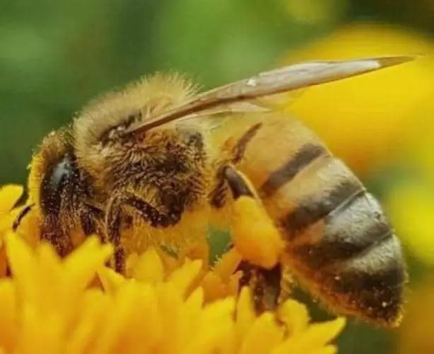 insectos beneficiosos Abejas