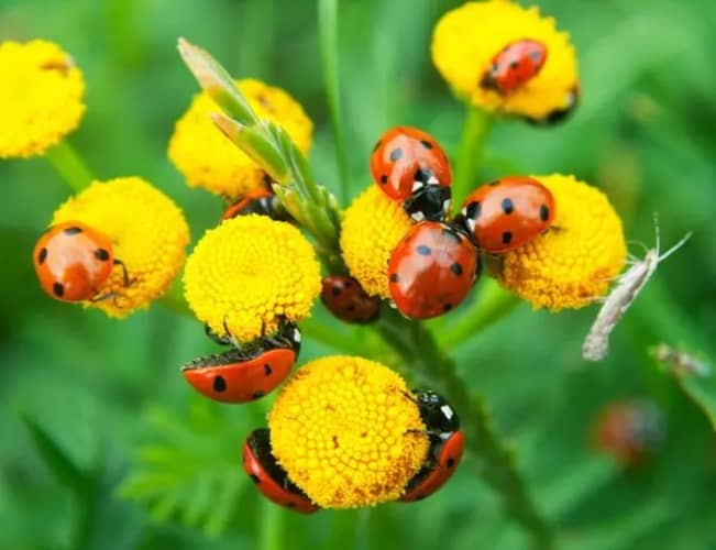insectos beneficiosos para el jardín