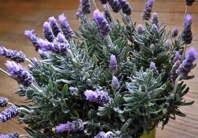 plantas para aromatizar la casa