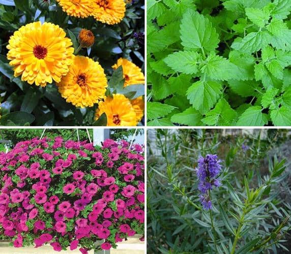 Malversar Padre fage Violín 15 plantas que ayudan a Controlar las Plagas del jardín y la huerta - Eco  Jardín Mágico