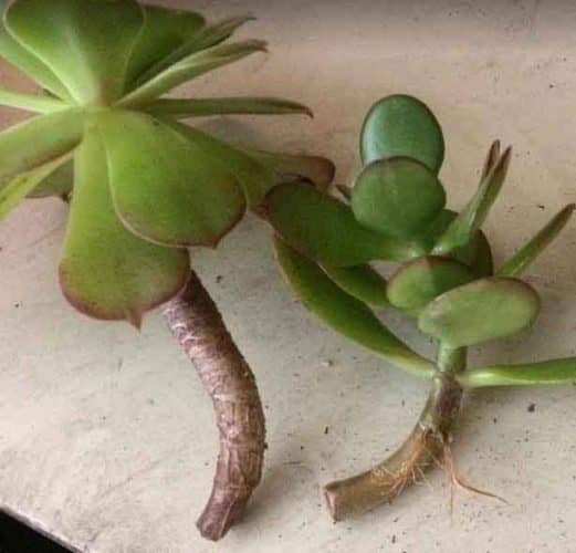 esqueje de rama de suculentas