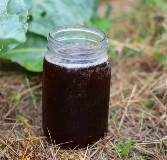 té de compost