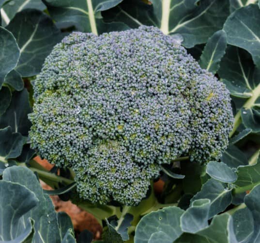 proporcionar Grado Celsius código postal Cómo sembrar y cultivar Brócoli de manera orgánica - Eco Jardín Mágico
