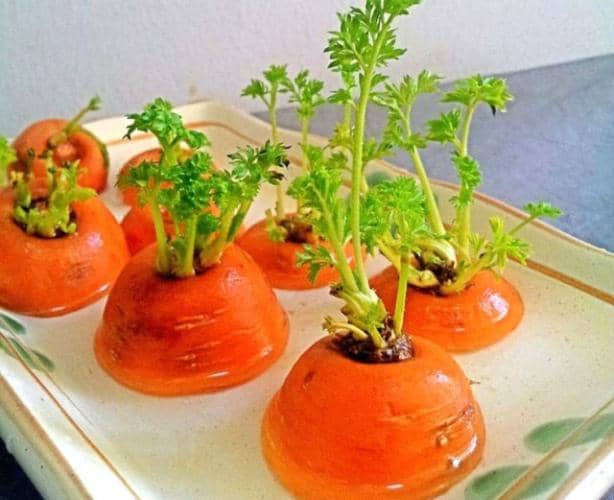 faire pousser des carottes dans l'eau